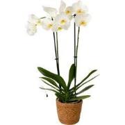 Orchidee - Phalaenopsis - Hoogte 50-60cm - ?12cm