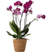 Vlinderorchidee - Phalaenopsis Multiflora met mand - Hoogte 35-45cm - ...