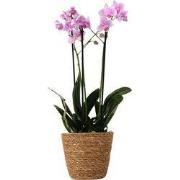 Vlinderorchidee - Phalaenopsis Multiflora met mand - Hoogte 35-45cm - ...