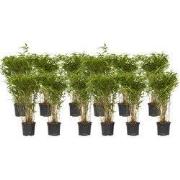 Bamboe - Set van 12 - Fargesia nitida 'Gansu' - Hoogte 50-70cm - ?17cm