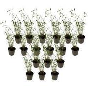 Blauwe bamboe - Set van 18 - Fargesia 'Blue Dragon' - Hoogte 30-40cm -...