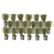 Vedergras - Set van 18 - Stipa tenuifolia 'Pony Tails' - Hoogte 20-30c...