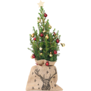 Mini-kerstboom met juten zak - Picea glauca ‘Conica’ - Hoogte 55-65cm ...