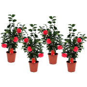 Japanse Roos - Set van 4 - Camellia 'Lady Campbell' - Hoogte 60-70cm -...
