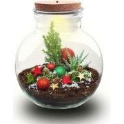 URBANJNGL - Jingle Kerstmis terrarium - Planten terrarium met kurk - D...
