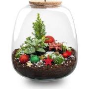 URBANJNGL - Rudolph Kerstmis terrarium - Planten terrarium met kurk - ...