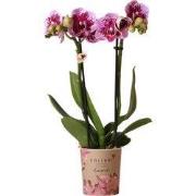 Kolibri Orchids | Roze paarse phalaenopsis orchidee potmaat Ø9cm | El ...