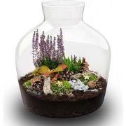 URBANJNGL - Mistle - Winter terrarium - Planten terrarium - Ø 29 cm ? ...