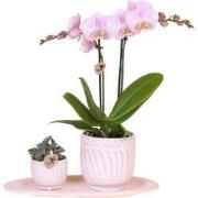 Kolibri Orchids | Gift set Granada roze | Groene plant met roze Phalae...