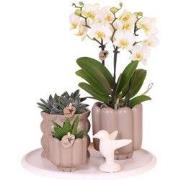 Kolibri Orchids | Gift Set Slow Living | Groene planten met witte Phal...