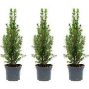 URBANJNGL - Mini-Kerstboom - Chamaecyparis - 25-30 cm