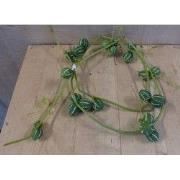 Kerstgroen sliert met groene vruchten tak decoratie