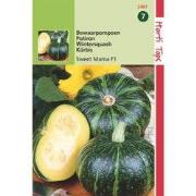 2 stuks - Pompoenen Nutty Delica F1 Hybride