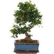 Bonsai - Carmona microphylla - Hoogte 25-30cm - ?20cm