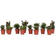 Koraalcactus Mix - Rhipsalis - Mix van 12 - Hoogte 8-12 cm - Pot 5.5 c...