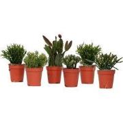 Koraalcactus Mix - Rhipsalis - Mix van 6 - Hoogte 8-12 cm - Pot 5.5 cm
