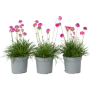 Engels gras - Set van 3 - Armeria maritima 'Deep Rose' - Hoogte 20-30c...