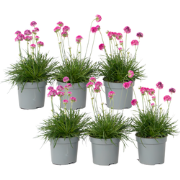 Engels gras - Set van 6 - Armeria maritima 'Deep Rose' - Hoogte 20-30c...