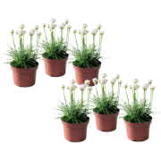 Engels gras - Set van 6 - Armeria maritima 'Deep White' - Hoogte 20-30...