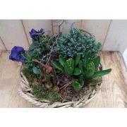 Hyacint de luxe plantenbakje buiten