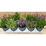 Hebe mini struikjes 10 potjes in tray kleur mix