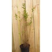 Haaggoed Ligustrum Ovalifolium 50 tot 70 cm
