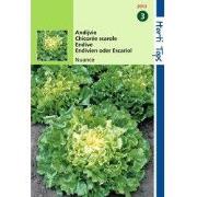 2 stuks - Andijvie Nuance