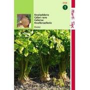 2 stuks - Knolselderie Dolvi, Verb. Prager Reuzen