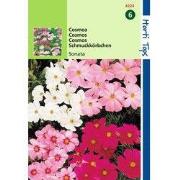2 stuks - Cosmos Bipinnatus Sonata Gemengd