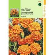 2 stuks - Tagetes Patula Nana Bolero