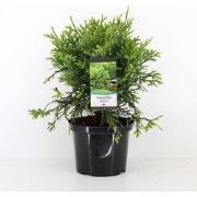 Thujopsis dolabrata 40-50 cm