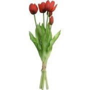 Boeket 5 Tulpen Rood