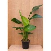 Paradijsvogelbloem Strelitzia Nicolai potmaat 19 cm H70-90 cm (kan in ...