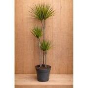 Drakenbloedboom Dracaena Fragrans Bicolor/Creme-Roze H110-130 cm potma...