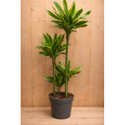 Drakenbloedboom Dracaena Fragrans Lemon Lime/Geel-groen H110-130 cm po...