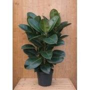 Ficus elastica robusta Indische rubberboom H80-100 cm 3 stammen potmaa...