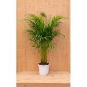Areca Dypsis Goudpalm H80-100 cm potmaat 17 cm kamerplant