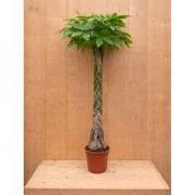 Geldboom Pachira Aquatica potmaat 22 cm H100-120 cm kamerplant