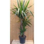 Palmlelie Yucca Elephantipes potmaat 26 cm H140-160 cm 3 stammen kamer...