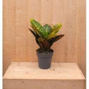 Croton Codiaeum Wonderstruik kamerplant potmaat 17 cm H30-50 cm