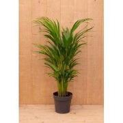 Areca Dypsis Goudpalm H40-60 cm potmaat 12 cm kamerplant