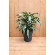 Drakenbloedboom Dracaena Fragrans Jade Jewel/Groen-wit H40-60 cm potma...