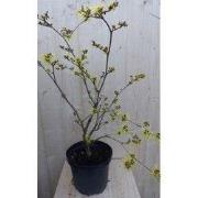 2 stuks - Toverhazelaar mix