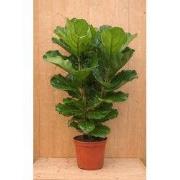 Tabaksplant Ficus Lyrata kamerplant potmaat 28 cm H120-140