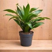 Drakenbloedboom Dracaena Fragrans Janet Lind/Groen H40-60 cm potmaat 1...