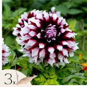 Dahliaknollen - Set van 3 - Dahlia 'Tartan' - Paars