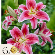 Lelie - Set van 6 - Lilium orientalis 'Stargazer' - Wortelstokken - Ro...