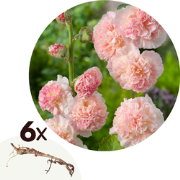 Stokroos - Set van 6 - Alcea Rosea 'Peaches 'N Dreams' - Wortelstokken...