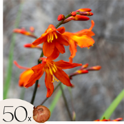 Montbretia - Set van 50 - Crocosmia curtonus 'Lucifer' - Bloembollen -...