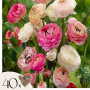 Boterbloem - Set van 40 - Ranunculus - Bloembollen